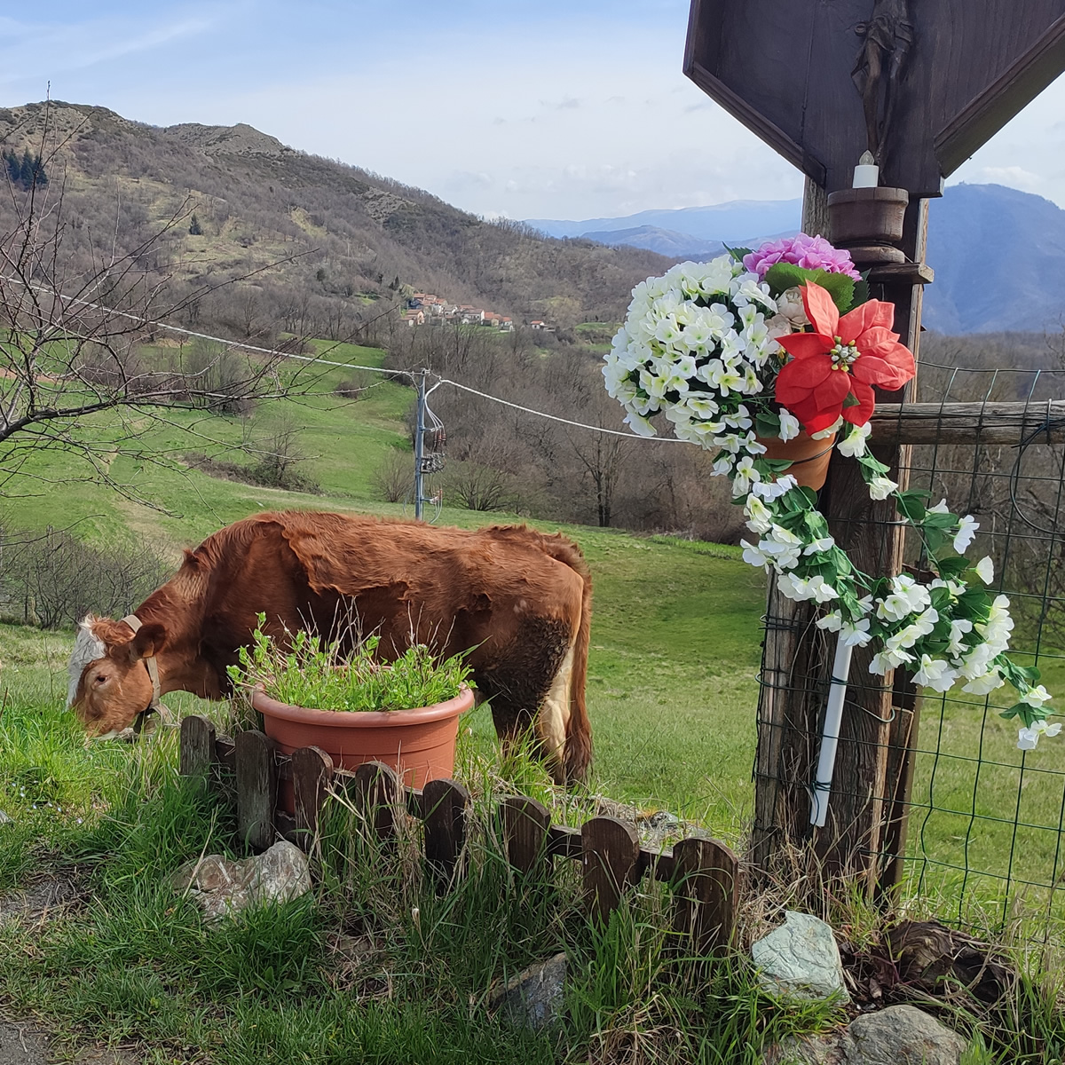 Una mucca al pascolo a Banchetta nel comune di Ronco Scrivia